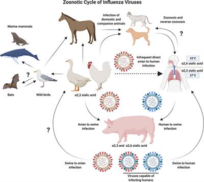 Frontiers | Adenoviral Vectors As Vaccines For Emerging Avian Influenza ...